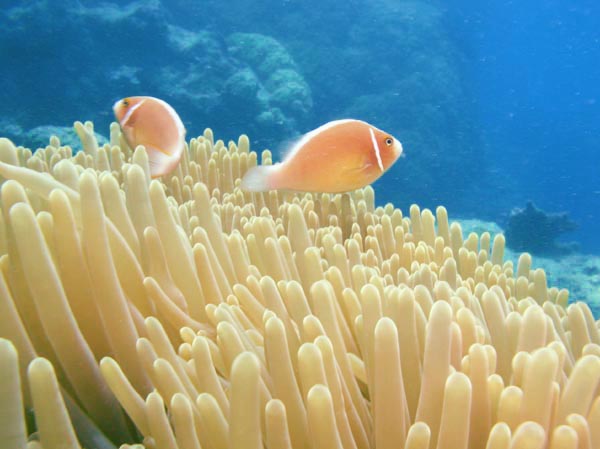 Poisson clown Pink clown Amphiprion perideraion